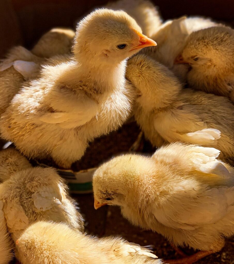 Image of baby chicks